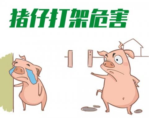 如何解決新生豬仔打架的問題？