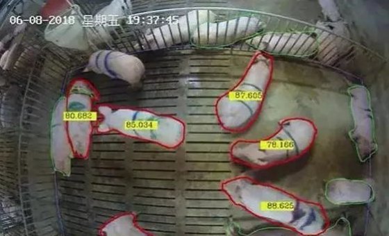 AI人工智能養(yǎng)豬的3大優(yōu)勢(shì) 